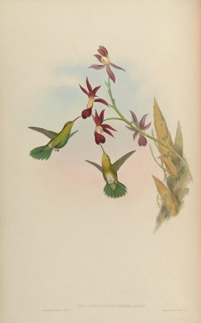 Chrysobronchus viridicauda = Amazilia viridicauda da John Gould